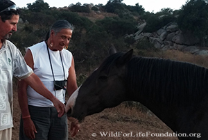 Chief Danny and Mario With WFLF rescued wild mustangs